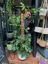Load image into Gallery viewer, Philodendron pedatum / Oak Leaf Philodendron on Moss Pole - *Local Delivery or Local Pick Up Only*