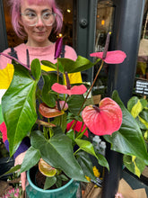 Load image into Gallery viewer, Anthurium andraeanum Louisiana / Flamingo Flower - *Local Delivery or Local Pick Up Only*