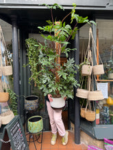Load image into Gallery viewer, Philodendron pedatum / Oak Leaf Philodendron on Moss Pole - *Local Delivery or Local Pick Up Only*