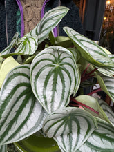Load image into Gallery viewer, Peperomia argyreia / Watermelon Peperomia - 15cm Pot - *Local Delivery or Local Pick Up Only*