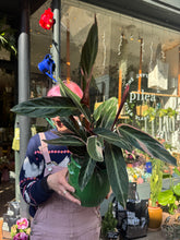 Load image into Gallery viewer, Stromanthe sanguinea Triostar / Prayer Plant