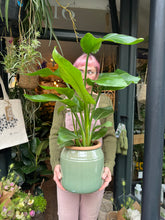 Load image into Gallery viewer, Strelitzia nicolai / Bird of Paradise - 17cm Pot
