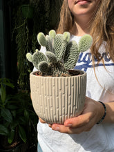 Load image into Gallery viewer, Opuntia microdasys Albispina / Bunny Ear Cactus