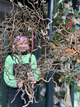 Load image into Gallery viewer, Coryllus / Contorted Hazel / Corkscrew Hazel - Price Per Stem