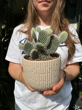 Load image into Gallery viewer, Opuntia microdasys Albispina / Bunny Ear Cactus