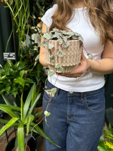 Load image into Gallery viewer, Ceropegia woodii variegata / Variegated String of Hearts - 8.5cm pot