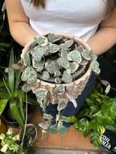 Load image into Gallery viewer, Ceropegia woodii variegata / Variegated String of Hearts - 8.5cm pot