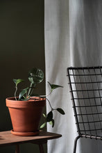 Load image into Gallery viewer, Glass Watering Bulbs