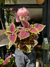 Load image into Gallery viewer, Coleus Ruby Road / Painted Nettle