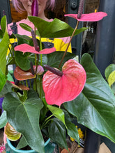 Load image into Gallery viewer, Anthurium andraeanum Louisiana / Flamingo Flower - *Local Delivery or Local Pick Up Only*