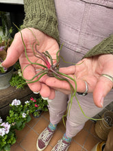 Load image into Gallery viewer, Tillandsia bulbosa / Bulbous Airplant