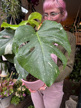 Load image into Gallery viewer, Monstera Thai Constellation / Variegated Cheese Plant
