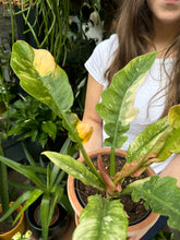 Load image into Gallery viewer, Philodendron Narrow 'Ring of Fire'