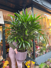 Load image into Gallery viewer, Rhapis excelsa / Broadleaf Lady Palm - *Local Delivery or Local Pick Up Only*