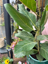 Load image into Gallery viewer, Ficus benghalensis Joy / Benghali Fig- *Local Delivery or Local Pick Up Only*