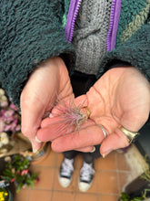 Load image into Gallery viewer, Tillandsia ionantha Rubra / Airplant