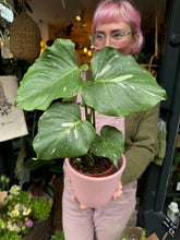 Load image into Gallery viewer, Monstera Thai Constellation / Variegated Cheese Plant