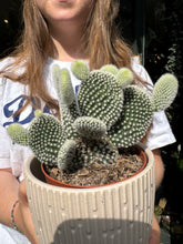 Load image into Gallery viewer, Opuntia microdasys Albispina / Bunny Ear Cactus