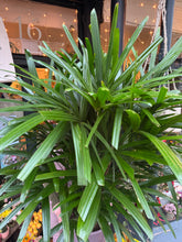 Load image into Gallery viewer, Rhapis excelsa / Broadleaf Lady Palm - *Local Delivery or Local Pick Up Only*