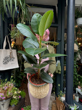 Load image into Gallery viewer, Ficus elastica Robusta / Rubber Plant - *Local Delivery or Local Pick Up Only*