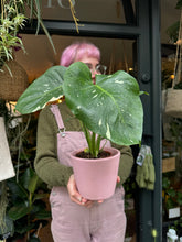 Load image into Gallery viewer, Monstera Thai Constellation / Variegated Cheese Plant
