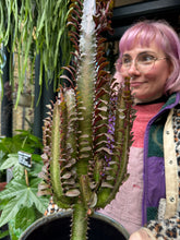 Load image into Gallery viewer, Euphorbia trigona Rubra / African Milk Tree - *Local Delivery or Local Pick Up Only*