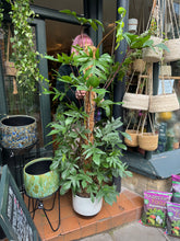 Load image into Gallery viewer, Philodendron pedatum / Oak Leaf Philodendron on Moss Pole - *Local Delivery or Local Pick Up Only*