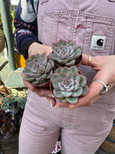 Load image into Gallery viewer, Echeveria Mystery