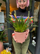 Load image into Gallery viewer, Vriesea Shannon / Flaming Sword Bromeliad