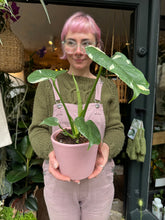 Load image into Gallery viewer, Monstera Thai Constellation / Variegated Cheese Plant