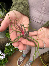 Load image into Gallery viewer, Tillandsia bulbosa / Bulbous Airplant