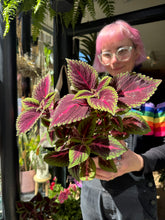 Load image into Gallery viewer, Coleus Ruby Road / Painted Nettle