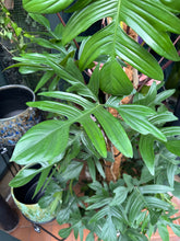 Load image into Gallery viewer, Philodendron pedatum / Oak Leaf Philodendron on Moss Pole - *Local Delivery or Local Pick Up Only*