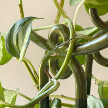 Load image into Gallery viewer, Folk Yuma Glazed Ceramic Plant Stakes