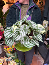 Load image into Gallery viewer, Peperomia argyreia / Watermelon Peperomia - 15cm Pot - *Local Delivery or Local Pick Up Only*