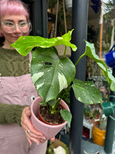 Load image into Gallery viewer, Monstera Thai Constellation / Variegated Cheese Plant