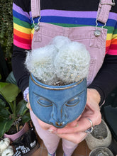 Load image into Gallery viewer, Espostoa melanostele / Peruvian Old Lady Cactus