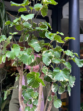 Load image into Gallery viewer, Polyscias belfouriana / Balfour Aralia - *Local Delivery or Local Pick Up Only*