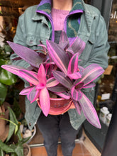 Load image into Gallery viewer, Tradescantia pallida Pink Stripe / Inch Plant