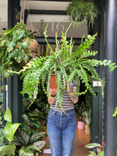Load image into Gallery viewer, Epiphyllum anguliger / Fishbone Cactus - 20cm Pot