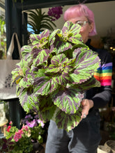 Load image into Gallery viewer, Coleus Tiger / Painted Nettle