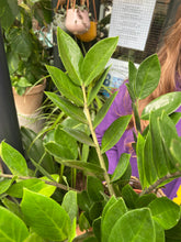 Load image into Gallery viewer, Zamioculcas zamiifolia / ZZ Plant - 14cm Pot