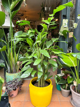 Load image into Gallery viewer, Caryota mitis / Fish Tail Palm - *Local Delivery or Local Pick Up Only*