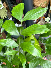 Load image into Gallery viewer, Caryota mitis / Fish Tail Palm - *Local Delivery or Local Pick Up Only*