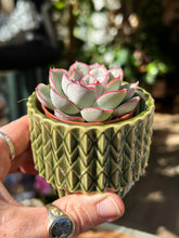 Load image into Gallery viewer, Echeveria Mystery