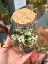 Load image into Gallery viewer, Spherical Sealed Terrarium - *Local Delivery or Local Pick Up Only*