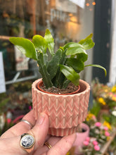 Load image into Gallery viewer, Rhipsalis elliptica