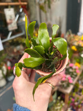 Load image into Gallery viewer, Rhipsalis elliptica