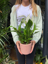 Load image into Gallery viewer, Spathiphyllum torelli / Peace Lily