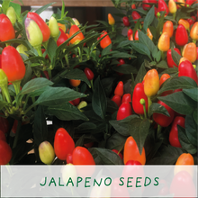 Load image into Gallery viewer, Eco Mini Grow Kit - Flaming Hot Chillies / Jalapeño Peppers